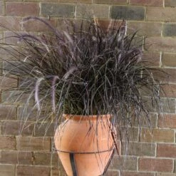 Purple Fountain Grass 11 Purple Fountain Grass -Garden Plant Shop Purple Fountain Grass 1