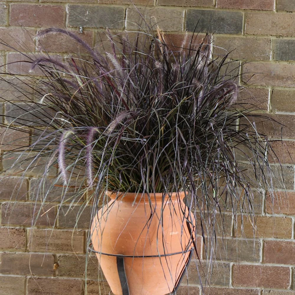 Purple Fountain Grass 6 Purple Fountain Grass - Image 4