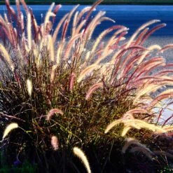 Purple Fountain Grass 12 Purple Fountain Grass -Garden Plant Shop Purple Fountain Grass 2
