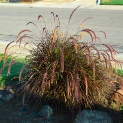 Purple Fountain Grass 10 Purple Fountain Grass -Garden Plant Shop Purple Fountain Grass 3 BB