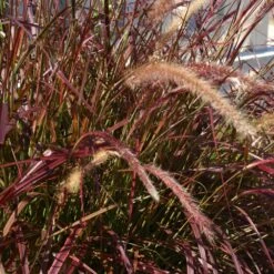 Purple Fountain Grass 13 Purple Fountain Grass -Garden Plant Shop Purple Fountain Grass 5