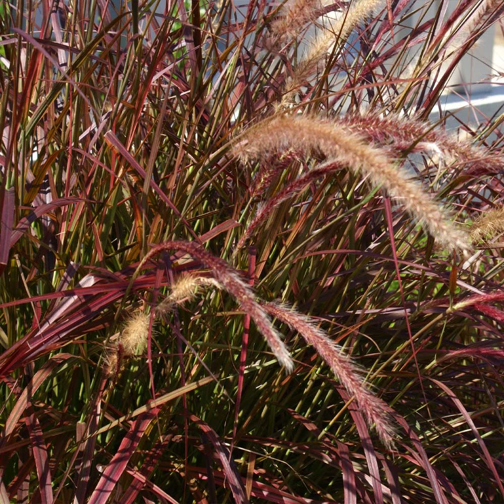 Purple Fountain Grass 8 Purple Fountain Grass - Image 6