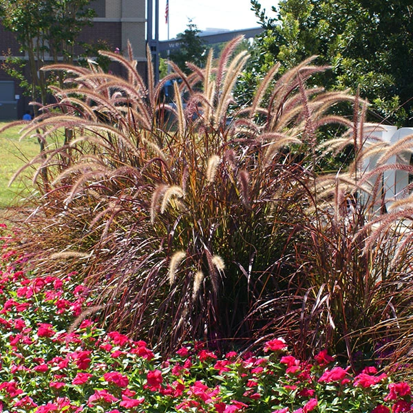Purple Fountain Grass 3 Purple Fountain Grass