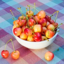 Rainier Cherry Tree -Garden Plant Shop Rainier Cherry Tree 2 BB