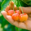 Rainier Cherry Tree -Garden Plant Shop Rainier Cherry Tree BB 600x600 050bb6ca 8c7a 4a92 aa3a 9cc5b6b74a47