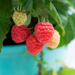 Bushel And Berry® Raspberry Shortcake® Bush 10 Bushel And Berry® Raspberry Shortcake® Bush -Garden Plant Shop Raspberry Shortcake 1