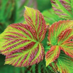 Bushel And Berry® Raspberry Shortcake® Bush 9 Bushel And Berry® Raspberry Shortcake® Bush -Garden Plant Shop Raspberry Shortcake 4