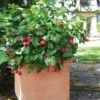 Bushel And Berry® Raspberry Shortcake® Bush 1 Bushel And Berry® Raspberry Shortcake® Bush -Garden Plant Shop Raspberry Shortcake BB 600x600 b9ec9e19 4264 44a5 ac00 28128014b4c8