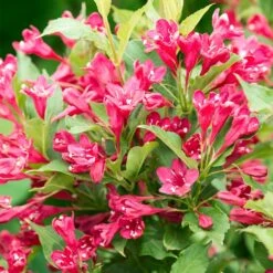 Red Prince Weigela Tree -Garden Plant Shop Red Prince Wegeila 3 BB