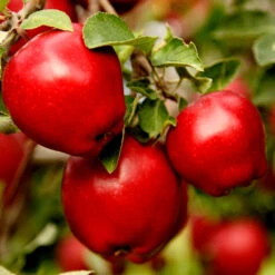 Red Delicious Apple Tree -Garden Plant Shop Red Delicious Apple 1
