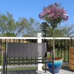 Red Pixie Lilac Tree -Garden Plant Shop Red Pixie Lilac Tree 5