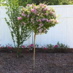 Red Pixie Lilac Tree -Garden Plant Shop Red Pixie Lilac Tree 6 BB