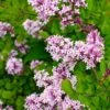 Red Pixie Lilac Tree -Garden Plant Shop Red Pixie Lilac Tree BB 600x600 8cc96517 7133 448d baad ec57bb2a324b