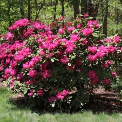 Red Rhododendron Shrub -Garden Plant Shop Red Rhododendron 2 BB
