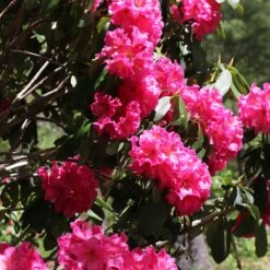 Red Rhododendron Shrub -Garden Plant Shop Red Rhododendron 5 BB