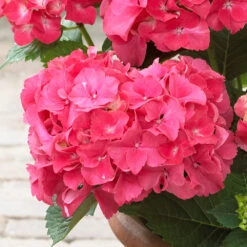 Red Sensation Hydrangea Shrub -Garden Plant Shop Red Sensation Hydrangea 1 BB