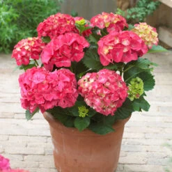 Red Sensation Hydrangea Shrub -Garden Plant Shop Red Sensation Hydrangea BB