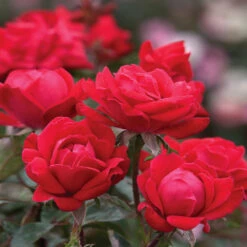Double Knock Out® Rose -Garden Plant Shop Red knockout rose 10 BB