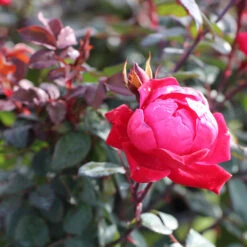 Double Knock Out® Rose -Garden Plant Shop Red knockout rose 2