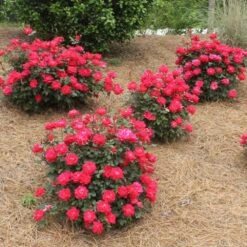Double Knock Out® Rose -Garden Plant Shop Red knockout rose 4
