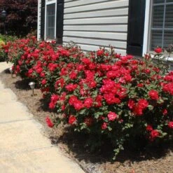 Double Knock Out® Rose -Garden Plant Shop Red knockout rose 8 BB