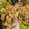 Dawn Redwood Tree -Garden Plant Shop Redwood 600x600 BB