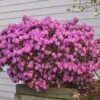 PJM Rhododendron Shrub 1 PJM Rhododendron Shrub -Garden Plant Shop Reop PJM Rhododendron 220