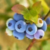 Reveille Blueberry Bush -Garden Plant Shop Reville Blueberry 600x600 9195d737 bf66 4529 921c ed3f05b77dfd