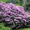 Lavender Rhododendron Shrub -Garden Plant Shop Rhododendron Lavender BB 600x600 298a5b9c 5eb7 4eb5 9289 620bf33e6588