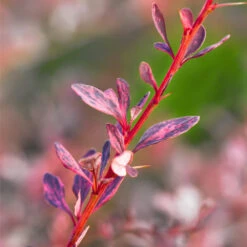 Rose Glow Barberry Shrub -Garden Plant Shop Rose GLow Barberry 1 BB