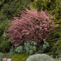 Rose Glow Barberry Shrub -Garden Plant Shop Rose GLow Barberry 5