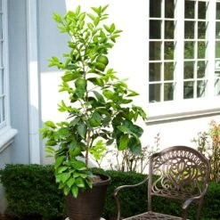 Ruby Red Grapefruit Tree -Garden Plant Shop Ruby Red Grapefruit 8