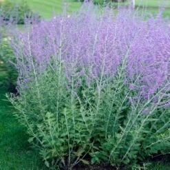 Russian Sage -Garden Plant Shop Russian Sage 2 BB
