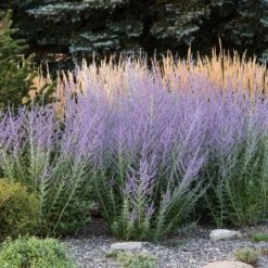 Russian Sage -Garden Plant Shop Russian Sage 3 BB