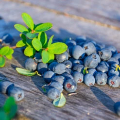 Sunshine Blue Blueberry Bush -Garden Plant Shop SUnshine BLue Blueberry 1