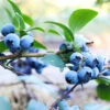 Sunshine Blue Blueberry Bush -Garden Plant Shop SUnshine BLue Blueberry BB 600x600 5f330aef 2946 42b2 937d 1bd1866ec086