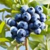 Sharpblue Blueberry Bush -Garden Plant Shop Sharpblue Blueberry 600x600 ff319d19 3a8f 431b abf1 c09ccfc08417