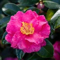 Shi-Shi Gashira Camellia Shrub -Garden Plant Shop ShiSHi Gashira Camellia 2 BB