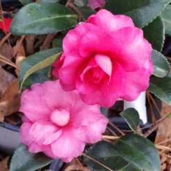 Shi-Shi Gashira Camellia Shrub -Garden Plant Shop ShiSHi Gashira Camellia 6 BB