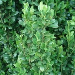 Sky Pencil Holly Tree -Garden Plant Shop Sky Pencil Holly 2 BB