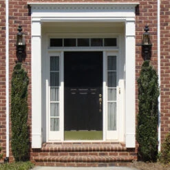 Sky Pencil Holly Tree -Garden Plant Shop Sky Pencil Holly 3 BB