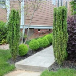 Sky Pencil Holly Tree -Garden Plant Shop Sky Pencil Holly 6 BB