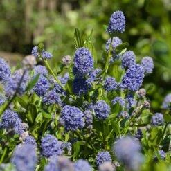 Skylark California Lilac -Garden Plant Shop Skylark California Lilac 3 FGT