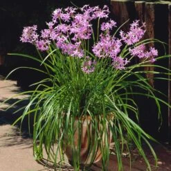 Society Garlic Plant -Garden Plant Shop Society Garlic 4 BB