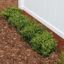 Soft Touch Holly Shrub -Garden Plant Shop Soft Touch Holly2