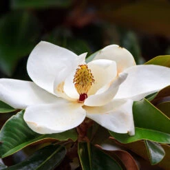 Southern Magnolia Tree -Garden Plant Shop Southern Magnolia 7 BB