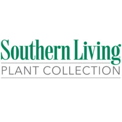 Flirt™ Nandina Bush -Garden Plant Shop Southn Living 1000x1000 898dcea9 768f 4ed9 bb8f 59cf1cf5dc1a