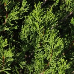 Spartan Juniper Tree -Garden Plant Shop Spartan Juniper 3 BB