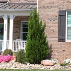 Spartan Juniper Tree -Garden Plant Shop Spartan Juniper 8