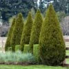 Spartan Juniper Tree -Garden Plant Shop Spartan Juniper BB 600x600 b3b6bb65 e39a 4544 9e8d 23e16cb449d5